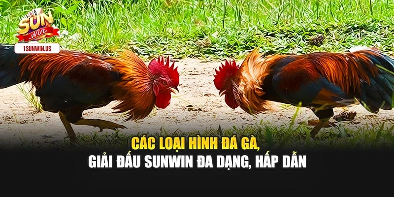Các loại hình đá gà, giải đấu Sunwin đa dạng, hấp dẫn