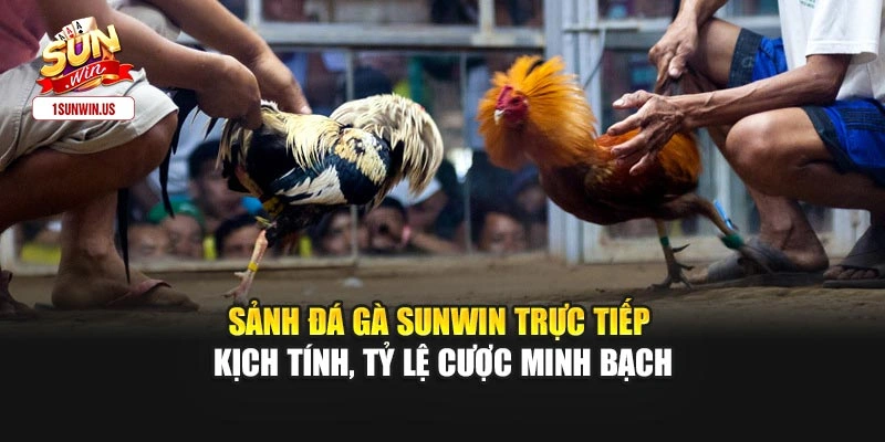Sảnh đá gà Sunwin trực tiếp kịch tính, tỷ lệ cược minh bạch