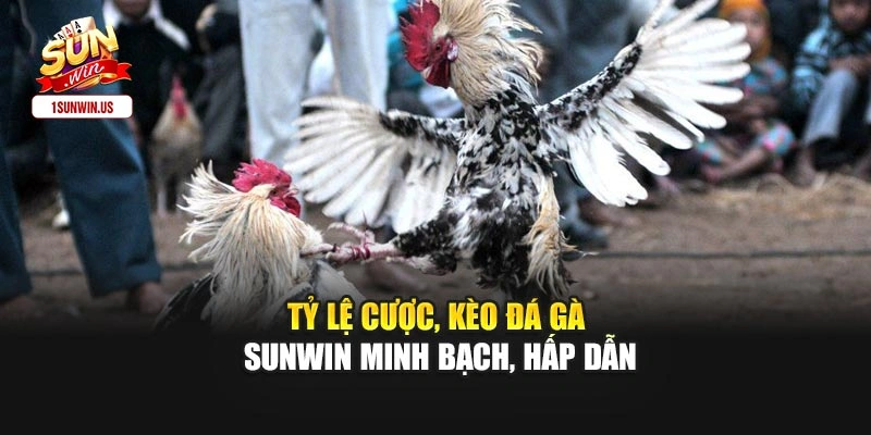 Tỷ lệ cược, kèo đá gà Sunwin minh bạch, hấp dẫn