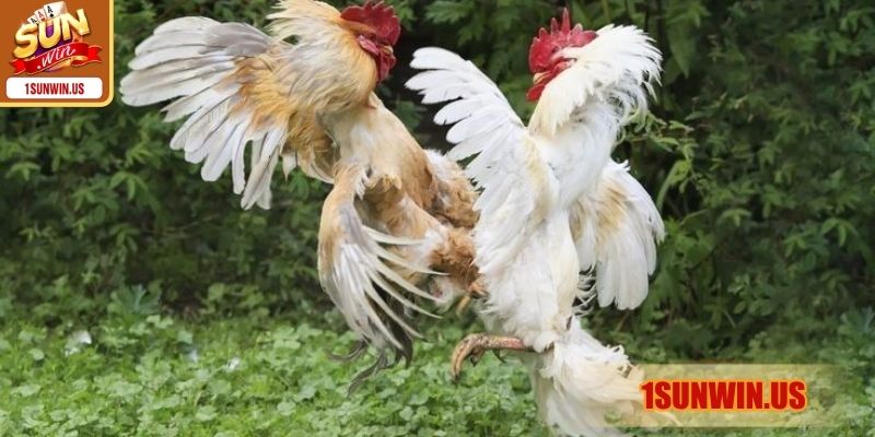 Kinh nghiệm phân tích chiến kê tạo lợi thế cược