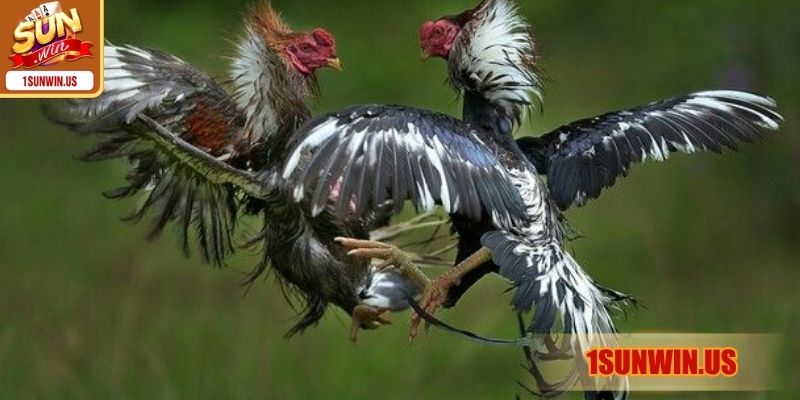 Tổng quan về loại hình chiến thuật đá gà cựa dao