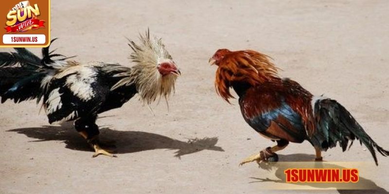 Các thuật ngữ chuyên sâu hiểu rõ để tăng thắng lớn