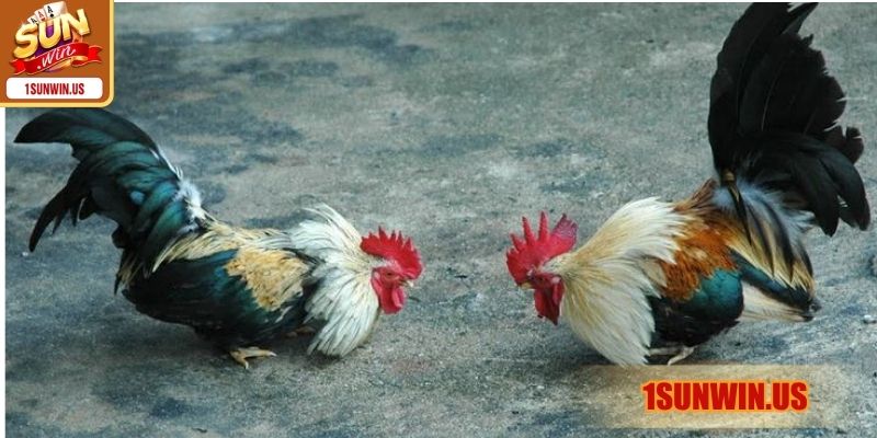 Sơ lược tìm hiểu về thuật ngữ đá gà cần nắm