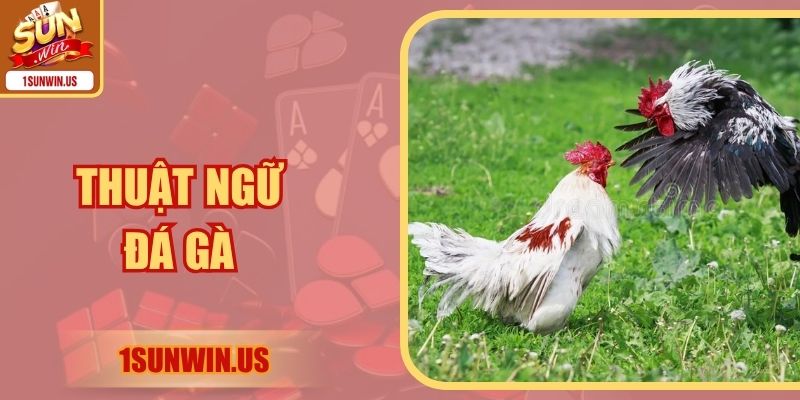 Thuật Ngữ Đá Gà - Kiến Thức Nền Tảng Hội Viên Cần Nắm