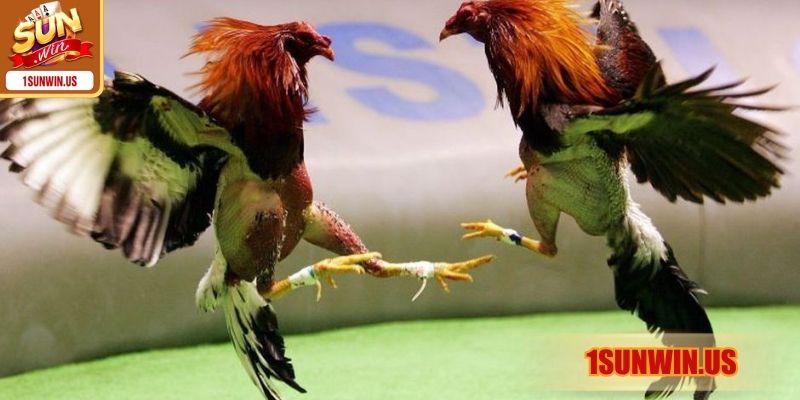 Loại hình chọi gà truyền thống với mức thưởng giá trị