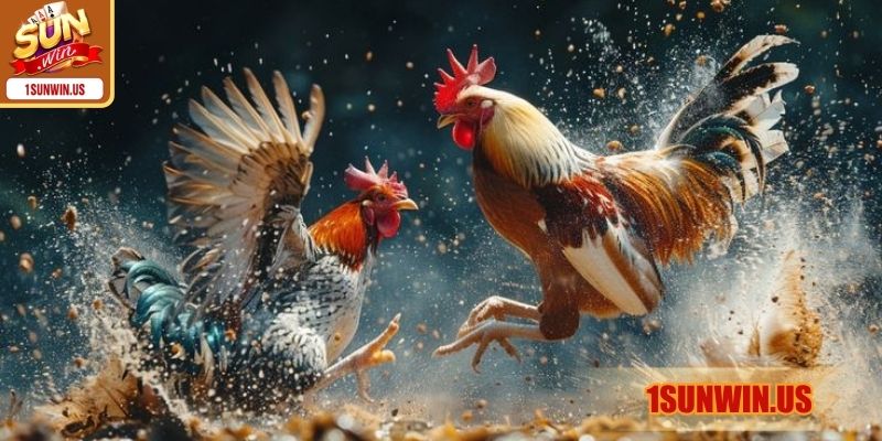 Lợi thế vượt trội với chất lượng chiến kê cao