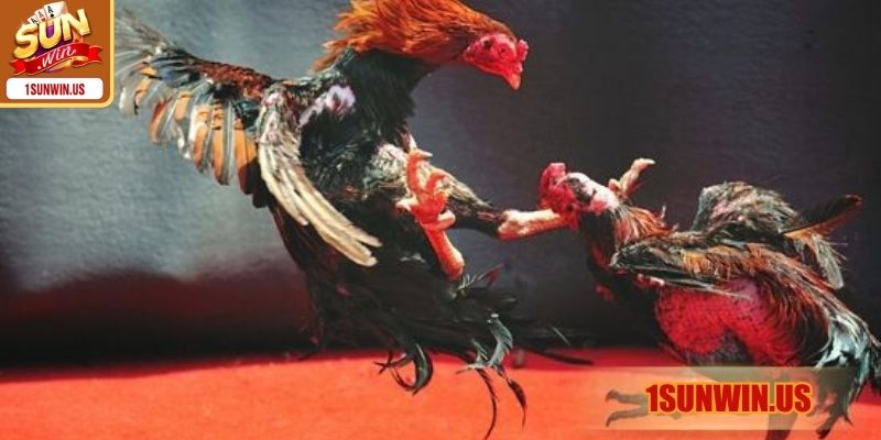 Sơ lược tìm hiểu về trường gà Campuchia