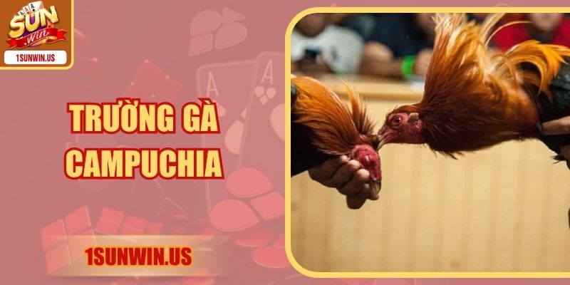 Trường Gà Campuchia - Trải Nghiệm Đấu Trường Sôi Động